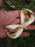 Chlorophyllum agaricoides image