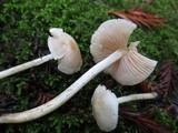 Alboleptonia adnatifolia image