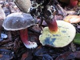 Boletus truncatus image