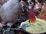 Boletus truncatus image