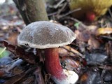 Boletus truncatus image