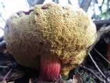 Boletus truncatus image
