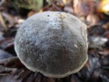 Boletus truncatus image