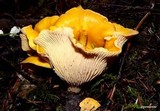 Cantharellus formosus image