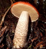 Leccinum manzanitae image