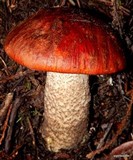 Leccinum manzanitae image