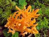 Ramaria leptoformosa image