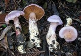 Cortinarius traganus image