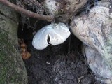Pleurotus dryinus image