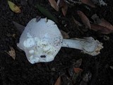Pleurotus dryinus image