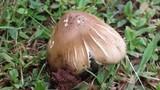 Termitomyces umkowaan image