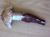 Termitomyces umkowaan image