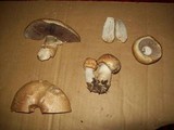 Agaricus arvensis image