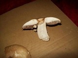 Agaricus arvensis image
