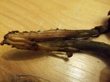 Gymnopilus liquiritiae image