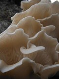 Pleurotus djamor image