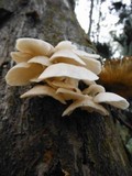 Pleurotus djamor image