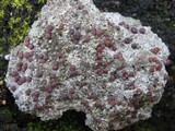 Trapelia coarctata image