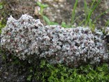 Trapelia coarctata image
