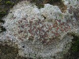 Trapelia coarctata image