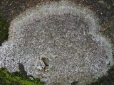 Trapelia coarctata image