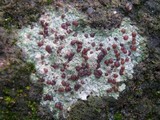 Trapelia coarctata image