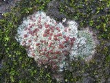 Trapelia coarctata image