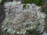 Trapelia coarctata image