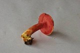 Chalciporus pseudorubinellus image