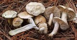 Tricholoma inamoenum image