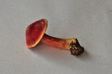 Chalciporus pseudorubinellus image