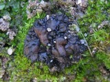 Collema tenax var. tenax image