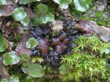 Collema tenax var. tenax image