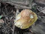 Amanita flavorubens image