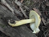 Amanita flavorubens image