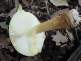 Amanita flavorubens image