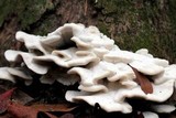 Bjerkandera adusta image