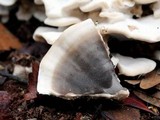 Bjerkandera adusta image
