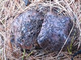 Cortinarius purpurascens image