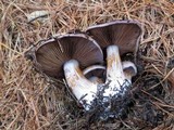 Cortinarius purpurascens image