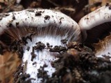 Cortinarius purpurascens image