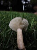 Melanoleuca subpulverulenta image