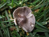 Melanoleuca subpulverulenta image
