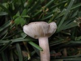 Melanoleuca subpulverulenta image