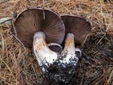 Cortinarius purpurascens image