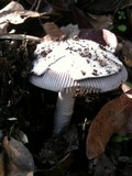 Amanita constricta image
