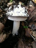 Amanita constricta image