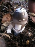 Amanita constricta image