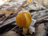 Bolbitius titubans var. olivaceus image