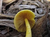 Bolbitius titubans var. olivaceus image